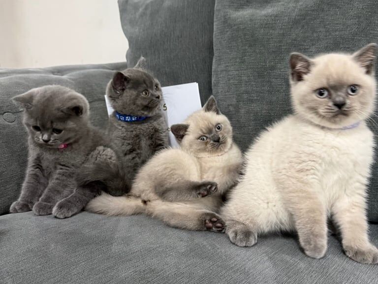 British Shorthair Kittens for sale in Bolton, Greater Manchester