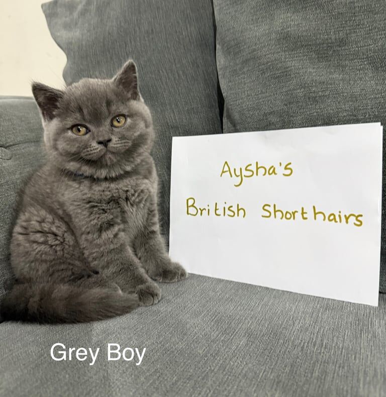 British Shorthair Kittens for sale in Bolton, Greater Manchester | Image 3