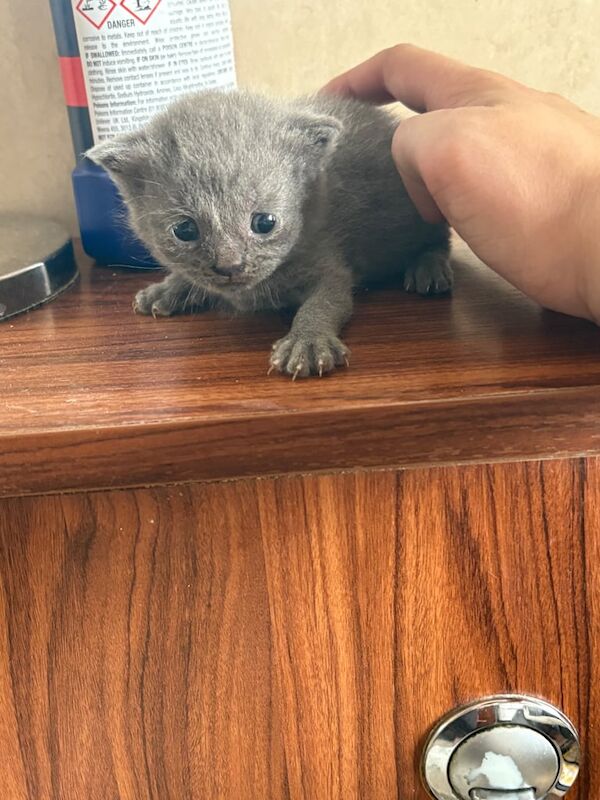 British Shorthair kittens for sale in Hounslow, Greater London - Image 1