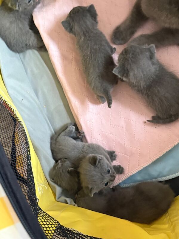 British Shorthair kittens for sale in Hounslow, Greater London - Image 2