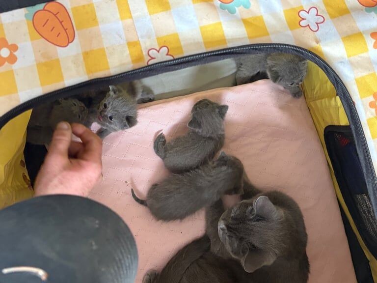 British Shorthair kittens for sale in Hounslow, Greater London - Image 3