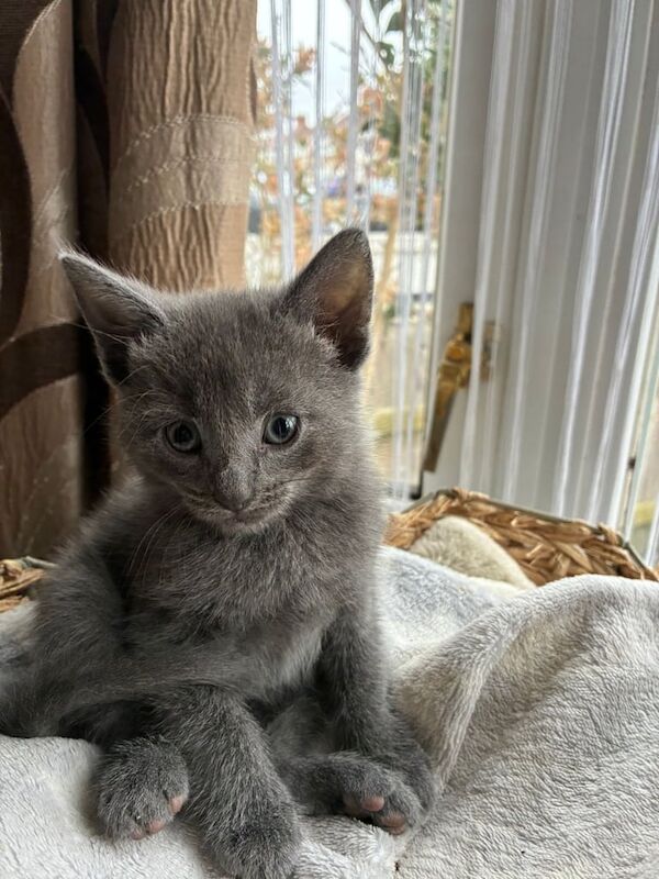 British Shorthair kittens for sale in Hounslow, Greater London – 6 weeks old