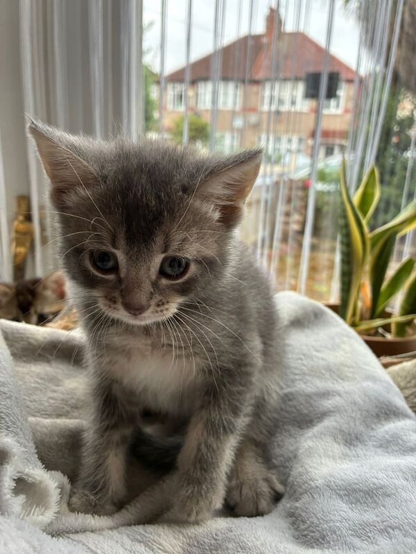 British Shorthair kittens for sale in Hounslow, Greater London – 6 weeks old - Image 2 of 3