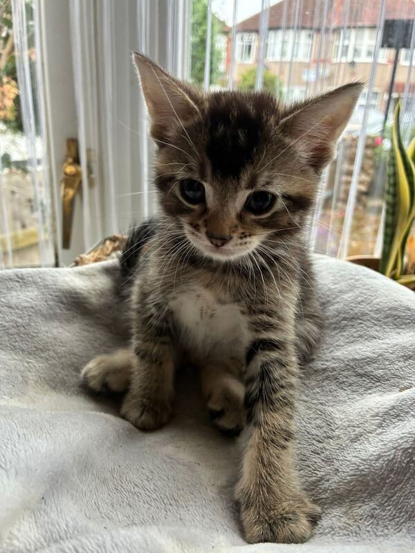 British Shorthair kittens for sale in Hounslow, Greater London – 6 weeks old - Image 3 of 3