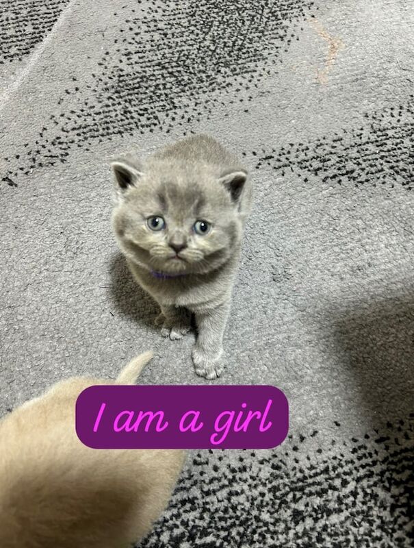 British Shorthair kittens for sale in Neasden, Greater London – 5 weeks old