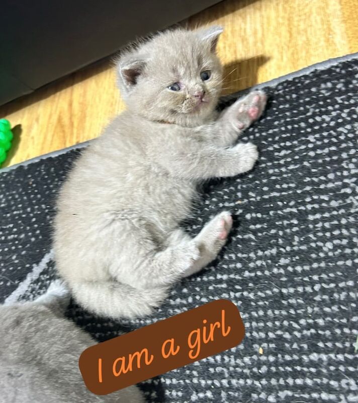 British Shorthair kittens for sale in Neasden, Greater London – 5 weeks old - Image 2 of 3