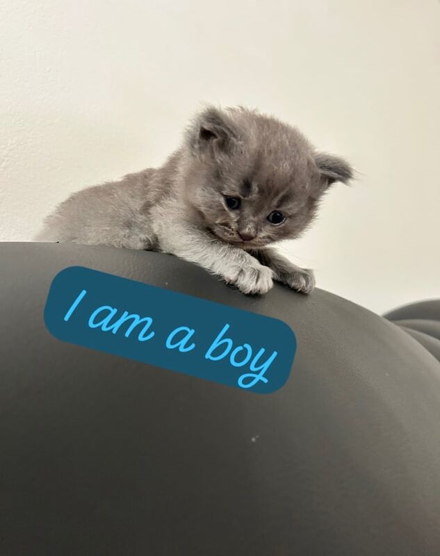 British Shorthair kittens for sale in Neasden, Greater London – 5 weeks old - Image 3 of 3