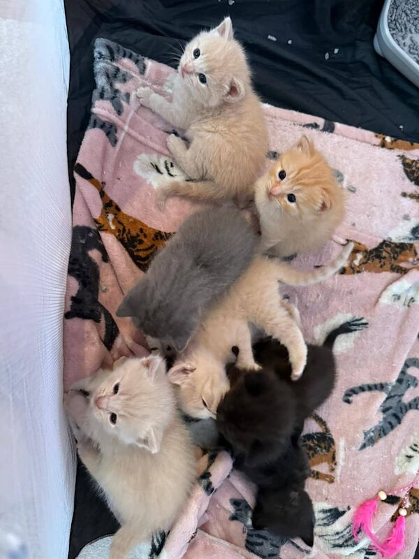 British Shorthair kittens for sale in Edwinstowe, Nottinghamshire – 3 weeks old