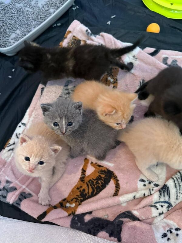 British Shorthair kittens for sale in Edwinstowe, Nottinghamshire – 3 weeks old - Image 2 of 3