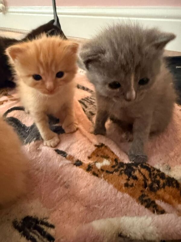 British Shorthair kittens for sale in Edwinstowe, Nottinghamshire – 3 weeks old - Image 3 of 3