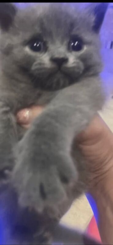 British Shorthair kittens for sale in Hounslow, Greater London – 8 weeks old