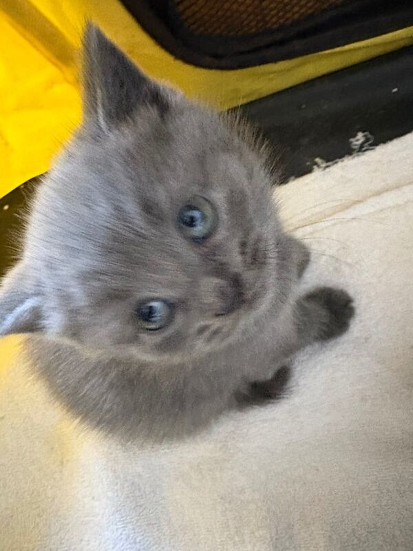 British Shorthair kittens for sale in Hounslow, Greater London – 8 weeks old - Image 3 of 3