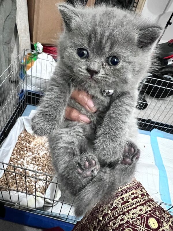British Shorthair kittens for sale in Oldham, Greater Manchester – 6 weeks old