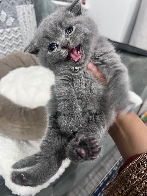 British Shorthair kittens for sale in Oldham, Greater Manchester – 6 weeks old - Image 3 of 3