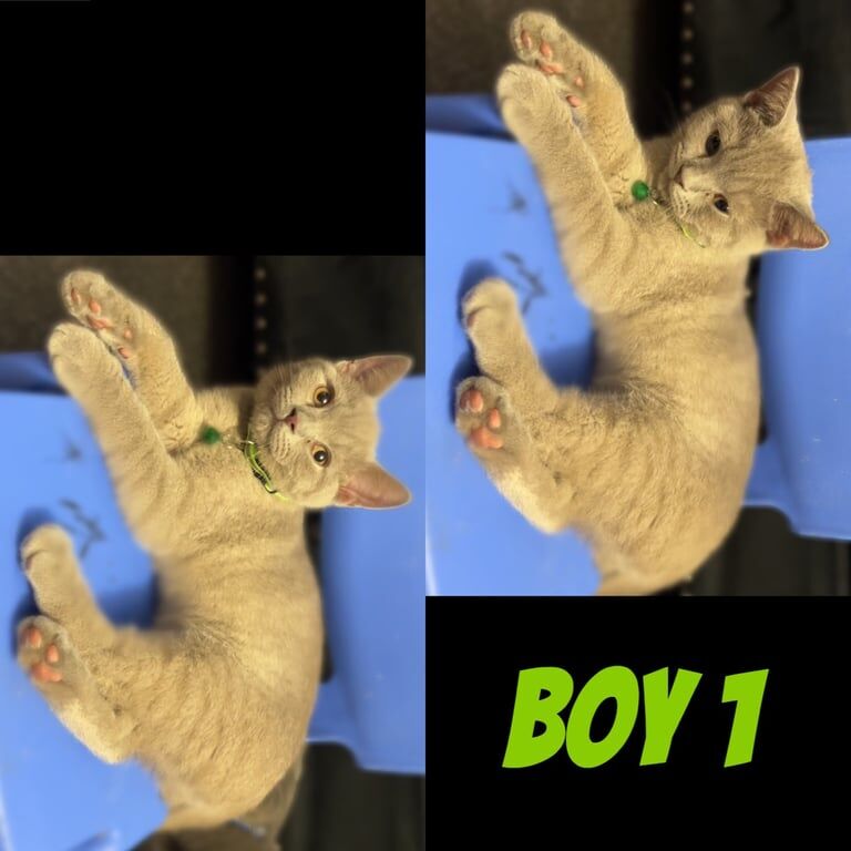 British Shorthair kittens for sale in Orpington, Greater London – 3 months old