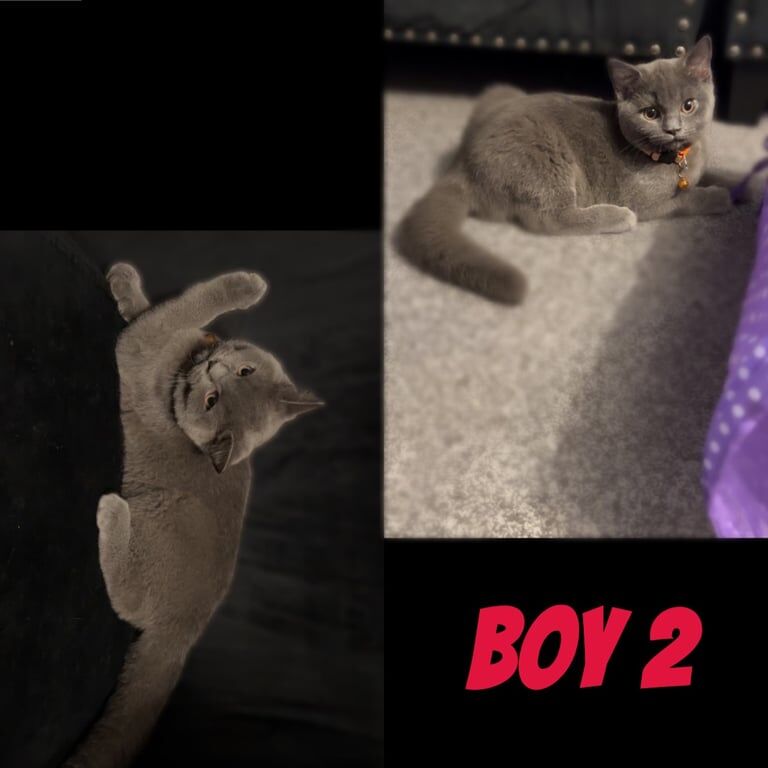 British Shorthair kittens for sale in Orpington, Greater London – 3 months old - Image 2 of 3