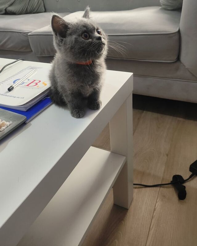 British Shorthair kittens for sale in Stratford, Greater London – 3 months old