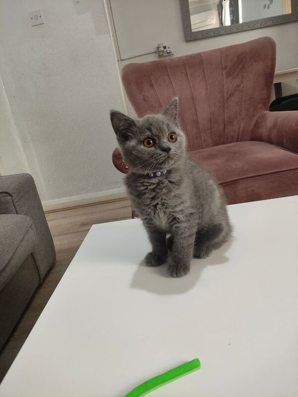 British Shorthair kittens for sale in Stratford, Greater London – 3 months old - Image 2 of 3