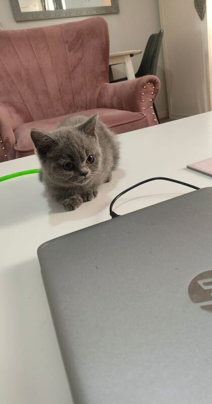 British Shorthair kittens for sale in Stratford, Greater London – 3 months old - Image 3 of 3