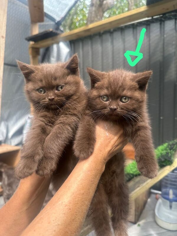 British Shorthair kittens for sale in Marple, Greater Manchester – 9 weeks old