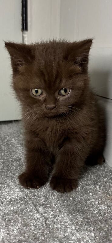 British Shorthair kittens for sale in Marple, Greater Manchester – 9 weeks old - Image 2 of 3