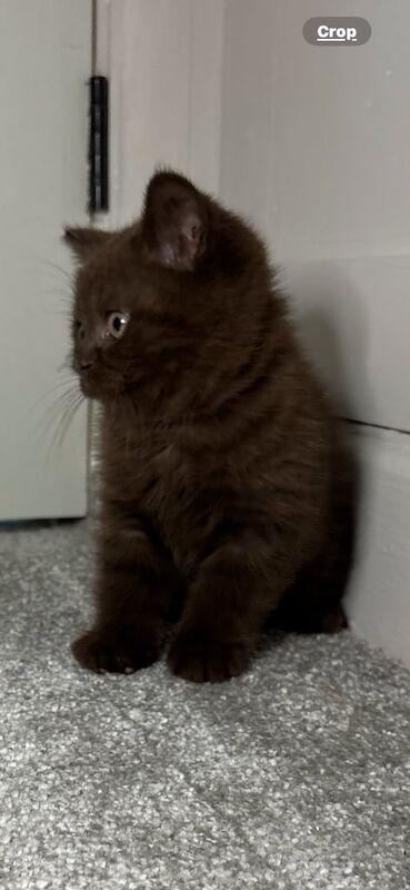 British Shorthair kittens for sale in Marple, Greater Manchester – 9 weeks old - Image 3 of 3