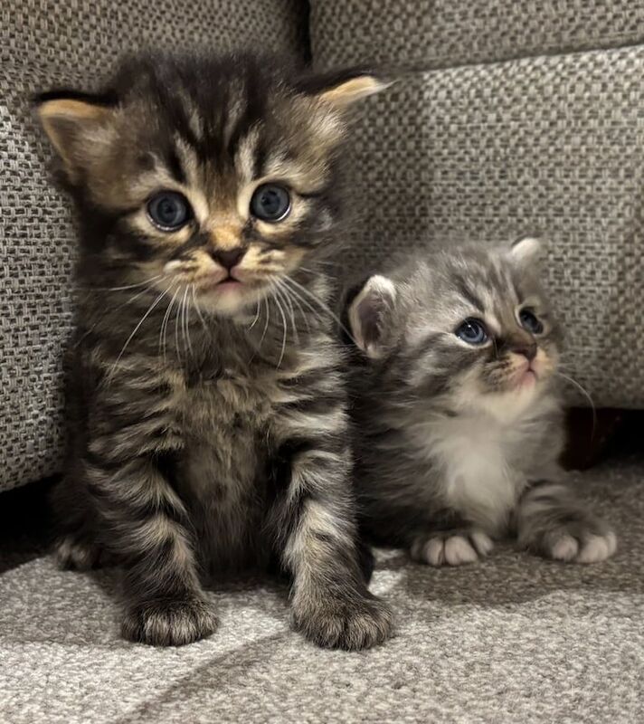 British Shorthair kittens for sale in Northampton, Northamptonshire – 4 weeks old