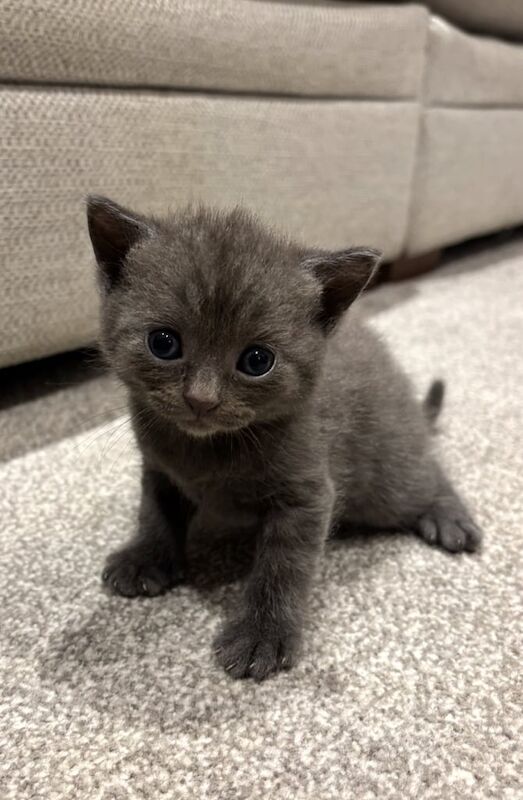 British Shorthair kittens for sale in Northampton, Northamptonshire – 4 weeks old - Image 2 of 3