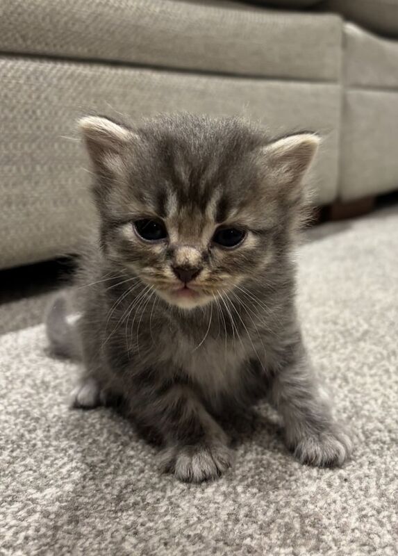 British Shorthair kittens for sale in Northampton, Northamptonshire – 4 weeks old - Image 3 of 3