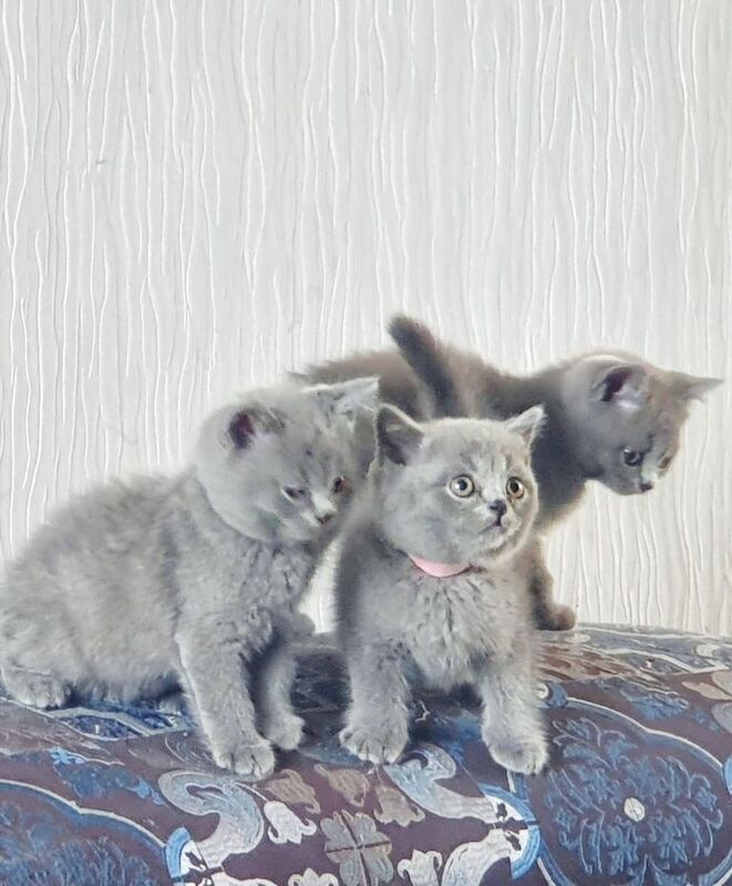 British Shorthair kittens for sale in Castle Bromwich, West Midlands – 10 weeks old