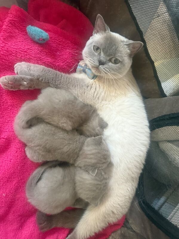 British Shorthair kittens for sale in Alvaston, Derbyshire – 4 weeks old