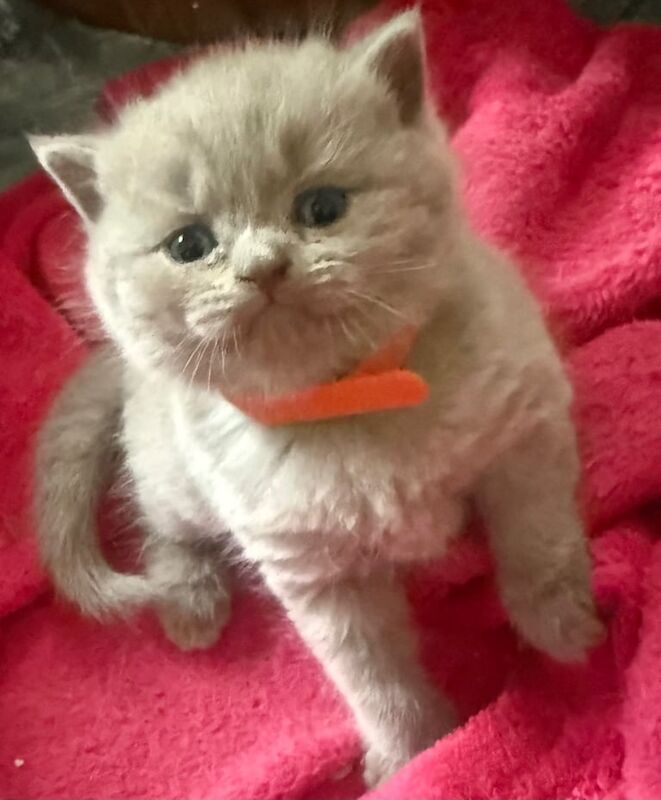 British Shorthair kittens for sale in Alvaston, Derbyshire – 4 weeks old - Image 2 of 3