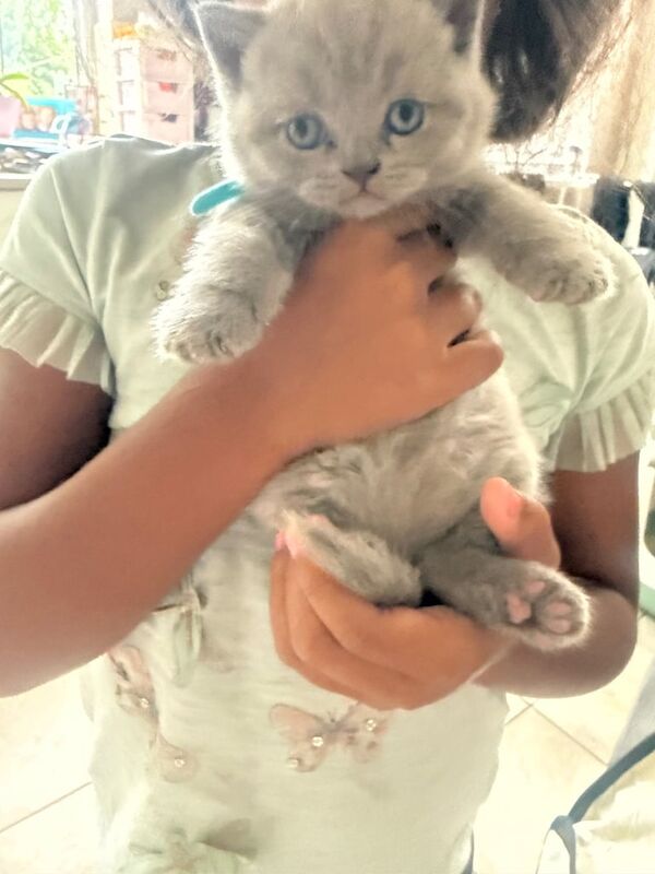British Shorthair kittens for sale in Alvaston, Derbyshire – 4 weeks old - Image 3 of 3