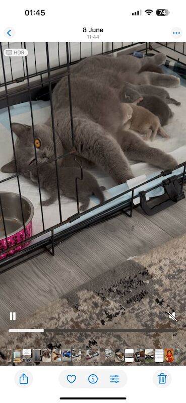 British Shorthair kittens for sale in Moseley, West Midlands – 9 weeks old