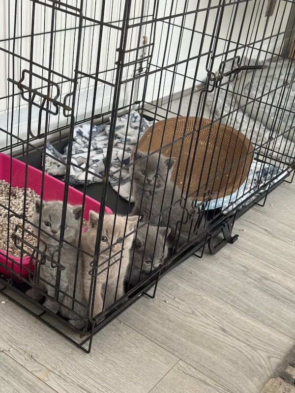 British Shorthair kittens for sale in Moseley, West Midlands – 9 weeks old - Image 2 of 3