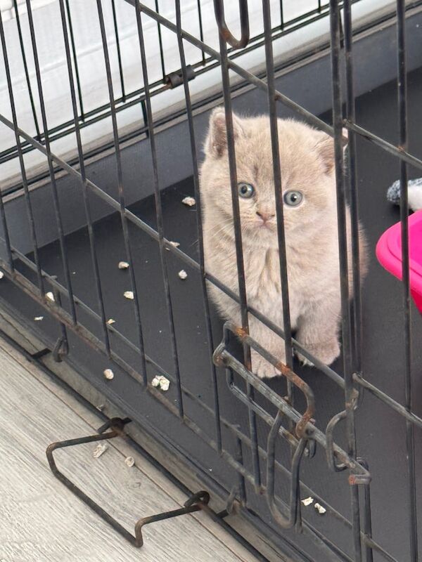 British Shorthair kittens for sale in Moseley, West Midlands – 9 weeks old - Image 3 of 3