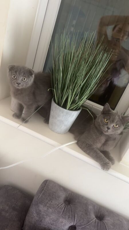 British Shorthair kittens for sale in Northampton, Northamptonshire – 11 weeks old