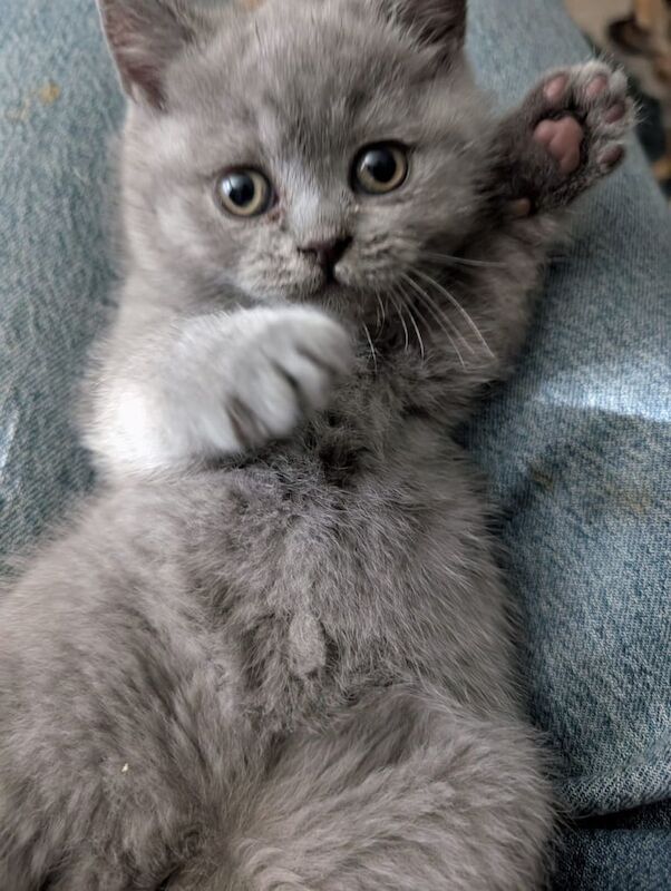 British Shorthair kittens for sale in Rossendale, Lancashire – 6 weeks old