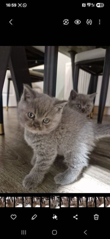 British Shorthair kittens for sale in Rossendale, Lancashire – 6 weeks old - Image 2 of 3
