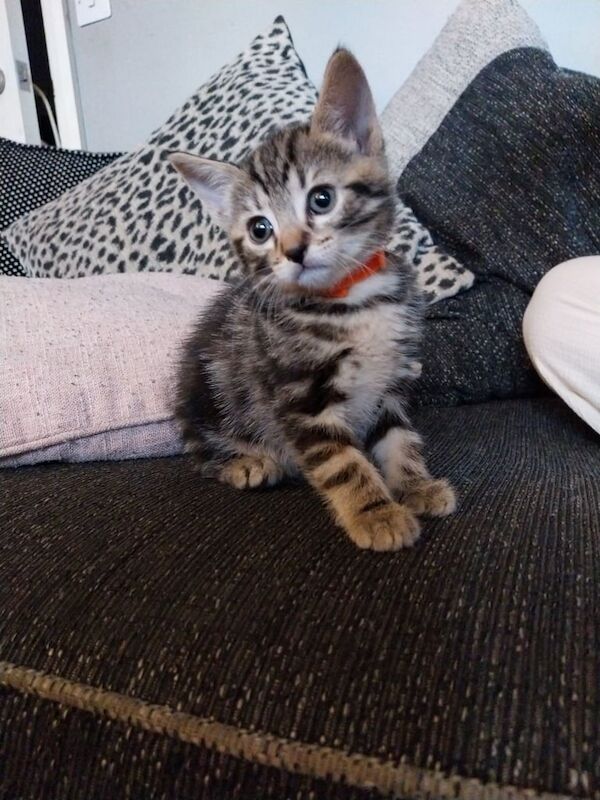 British Shorthair kittens for sale in Leicester, Leicestershire – 8 weeks old