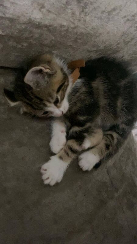 British Shorthair kittens for sale in Leicester, Leicestershire – 7 weeks old