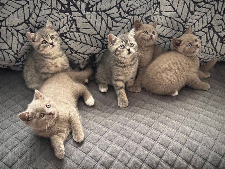 British Shorthair kittens for sale in Loughton, Essex – 11 weeks old