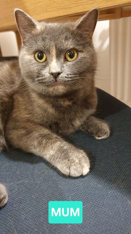British Shorthair kittens for sale in Bathgate, West Lothian – 4 months old