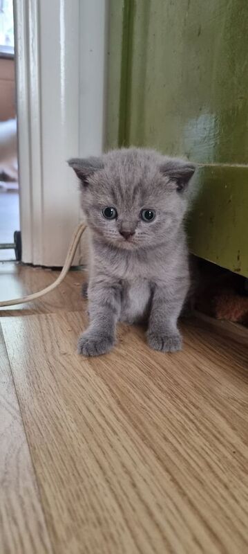 British Shorthair kittens for sale in Rubery, West Midlands – 8 weeks old