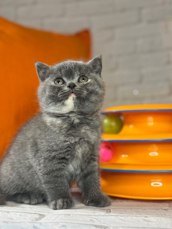 British Shorthair kittens for sale in Enfield, Greater London – 11 weeks old