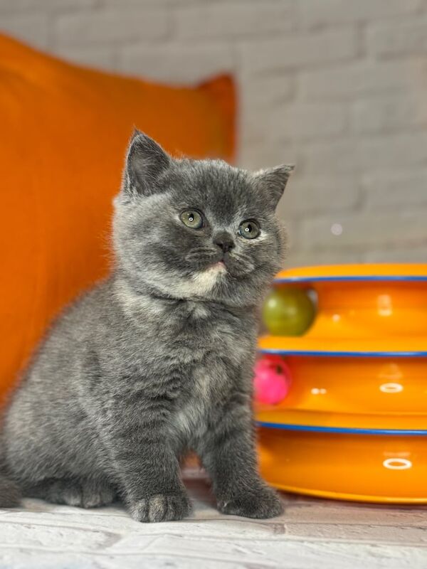 British Shorthair kittens for sale in Enfield, Greater London – 11 weeks old - Image 2 of 3