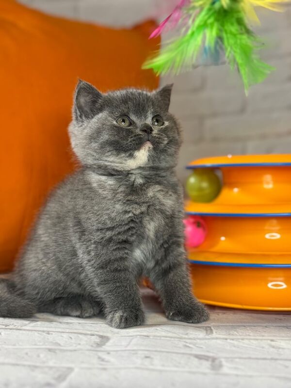 British Shorthair kittens for sale in Enfield, Greater London – 11 weeks old - Image 3 of 3