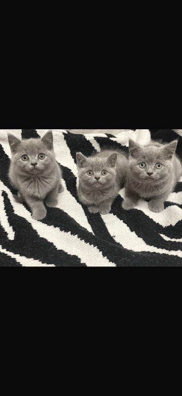 British Shorthair kittens for sale in Handsworth, West Midlands – 8 weeks old