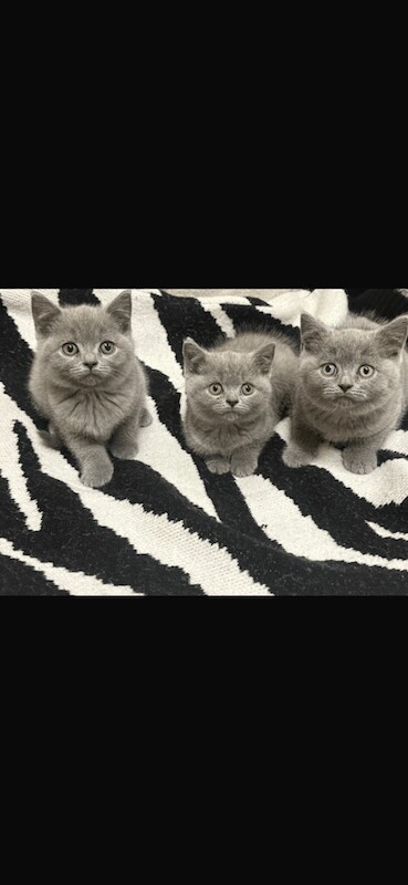 British Shorthair kittens for sale in Handsworth, West Midlands – 8 weeks old - Image 2 of 5
