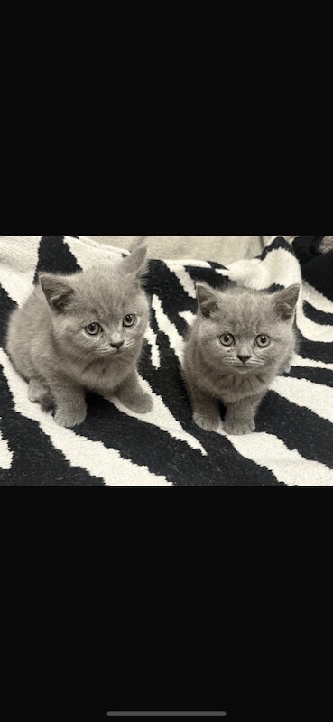British Shorthair kittens for sale in Handsworth, West Midlands – 8 weeks old - Image 3 of 5
